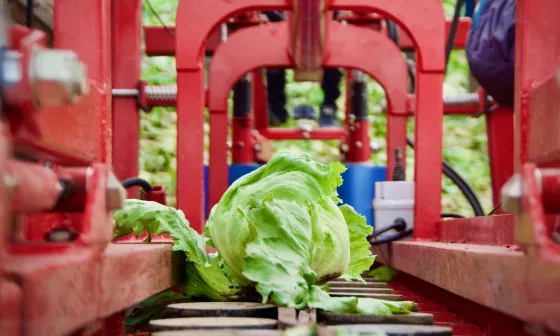 Robot solution for automating the lettuce harvest