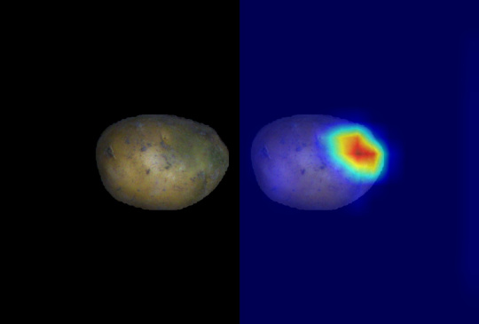 A potato with a comparative AI surface analysis that highlights relevant features in colour.