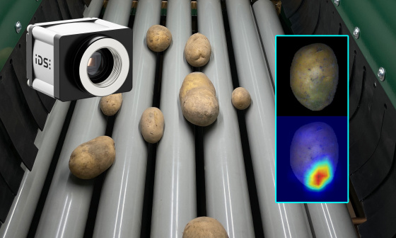 IDS-Camera inspecting potatoes on a roller conveyor