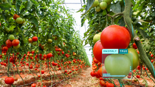 Smart farming image processing solution for sustainable tomato cultivation