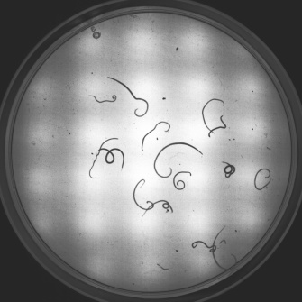 Nematode larvae (Anisakis spp.) of different vitality from a tissue sample (transmitted light (NIR)/petri dish)