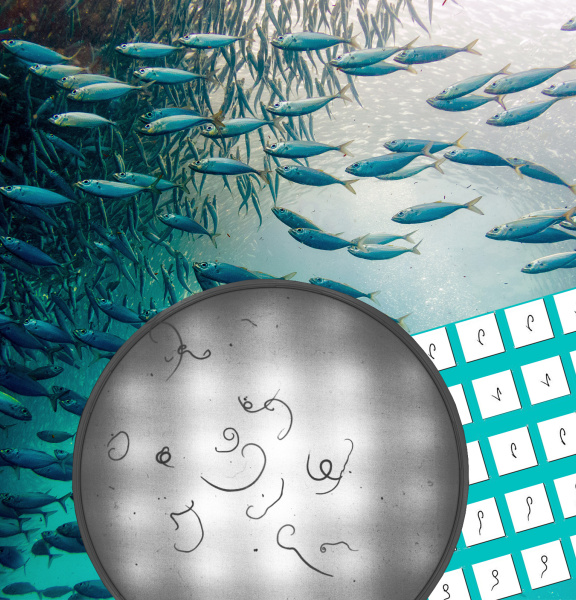 Camera system minimizes health risks when consuming seafood products
