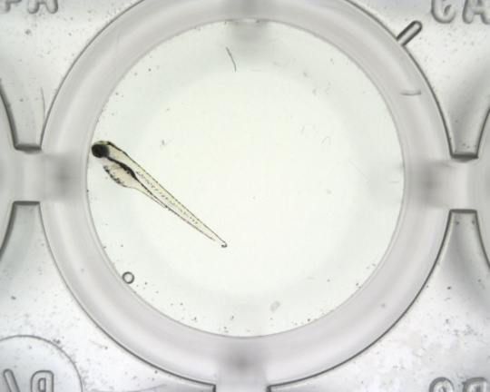 Image supplied by a camera on the heartbeat microscope enables the position of the fish larva’s heart to be determined using image analysis