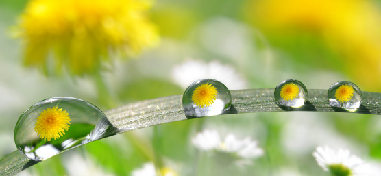 Yellow dandelions are reflected in several drops on a leaf
