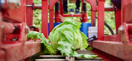 Robot solution for automating the lettuce harvest