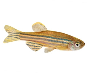 The embryos of the zebrafish have a range of characteristics that make them ideal as model organisms