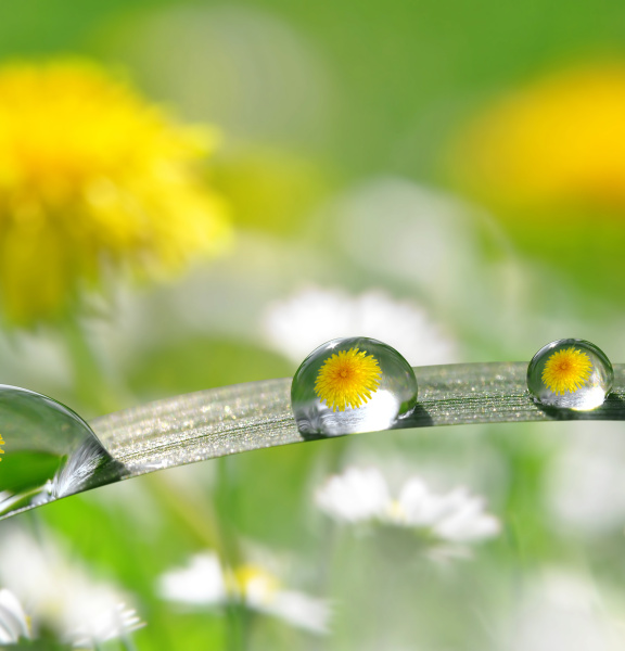Yellow dandelions are reflected in several drops on a leaf