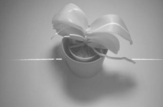 Black and white photograph of a plant
